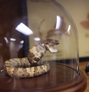 Oklahoma Poison Center Urges Caution During Snake Season